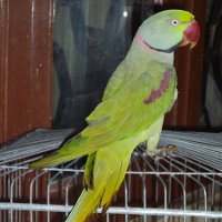 Александрийские попугаи: особенности, содержание, уход