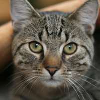 Отравление у кошек: причины, симптомы и лечение