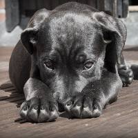 Кожные заболевания у собак: симптомы и лечение