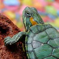 Почему у черепахи мягкий панцирь: что делать и как лечить