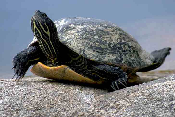Что делать, если у черепахи мягкий панцирь