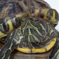 Как определить пол красноухих черепах