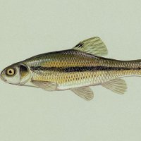 Рыбка кардинал: содержание и уход