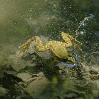 Содержание лягушки: аквариумные виды