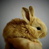 Иллюстрация к статье Чем кормить крольчат