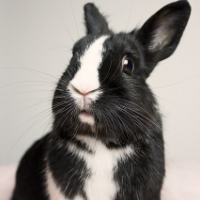 Ушной клещ у кроликов: симптомы и лечение