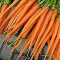 Морковная диета для похудения