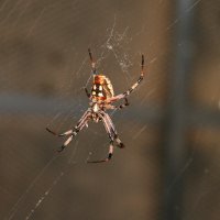 Укус паука: первая помощь