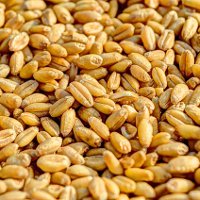 Иллюстрация к статье Как принимать пророщенную пшеницу