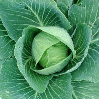 http://anydaylife.com/uploads/articles/hobby/garden/seeds/cabbage-seedling-growing-s.jpg