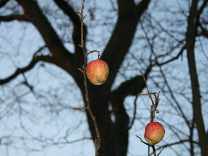 Осенняя обрезка яблонь