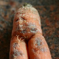 Морковная муха: как с ней бороться