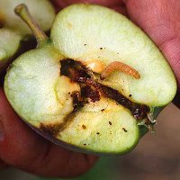 Яблонная плодожорка: способы борьбы