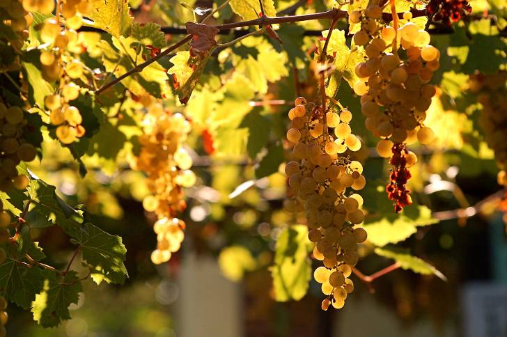 Как обрезать виноград осенью