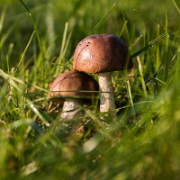 Иллюстрация к статье Какие грибы можно собирать в августе