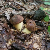 Рецепты жареных грибов на зиму