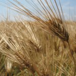 Галла байрамы: праздник сбора урожая пшеницы в Туркменистане