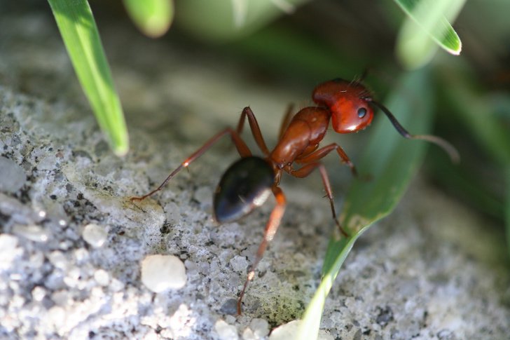 Интересные факты о жизни муравьев