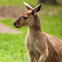 Занимательные факты о кенгуру