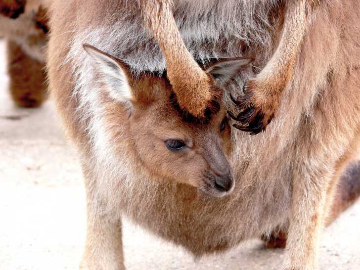 Детеныш кенгуру в сумке матери