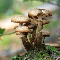 Самые большие грибы в мире