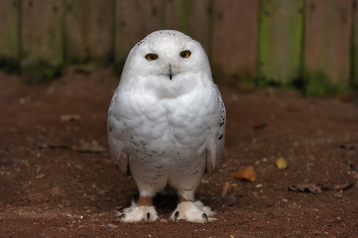 owl1.jpg