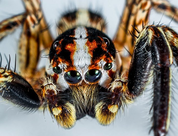Продолжительность жизни пауков