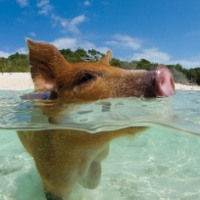 Удивительный «Остров свиней» на Багамах