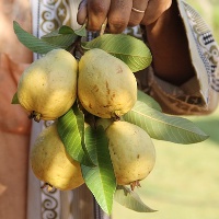 Фрукт гуава: «яблоко» тропиков