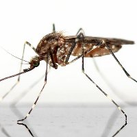 Кого чаще кусают комары?