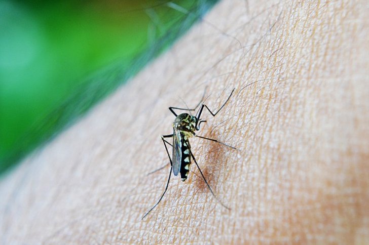 Почему комары кусают вас чаще других