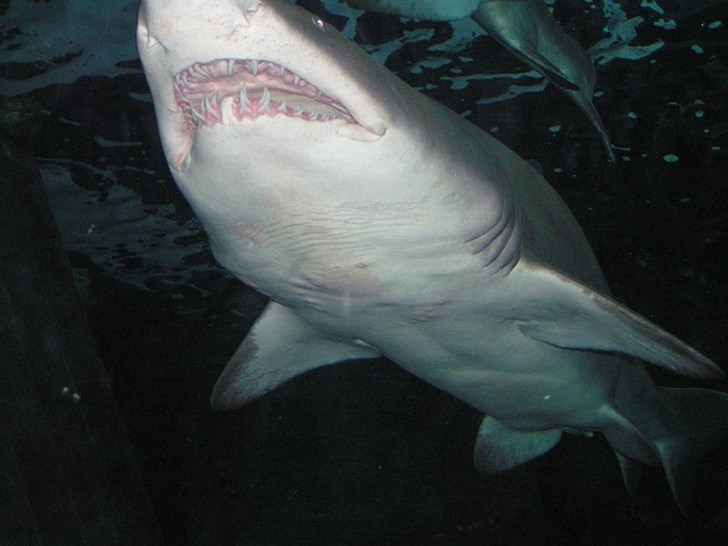 Факты о нападениях акул на людей