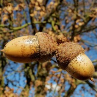 Настоящее дерево любви: дуб «знакомств» в Германии