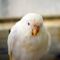 Попугаи чехи: особенности породы