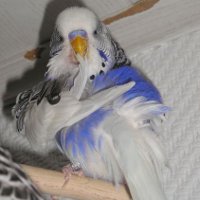 Заболевания волнистых попугаев