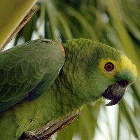 Попугай амазон: особенности содержания