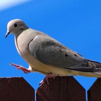 Домашний голубь: особенности содержания