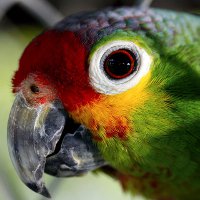 У попугая слоится клюв: причины и лечение