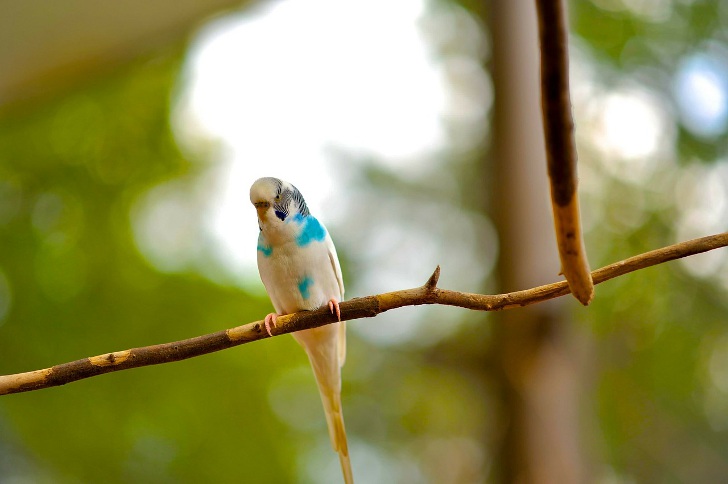 Естественная линька у волнистого попугайчика