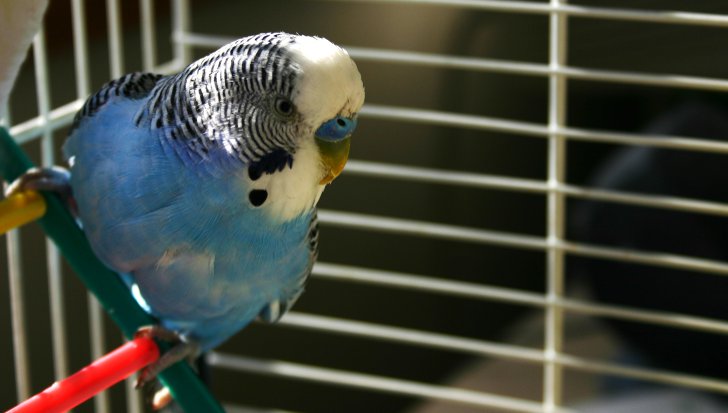 Определение возраста у волнистых попугаев