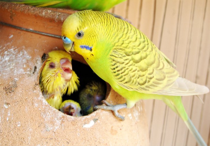 Гнездовой ящик для попугаев
