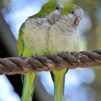 Размножение попугаев в домашних условиях