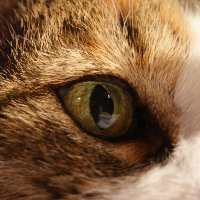 Иллюстрация к статье Болезни глаз у кошек