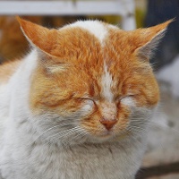 Насморк у кошек: причины и лечение