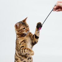 Игрушки для кошек своими руками