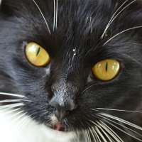Конъюнктивит у кошек: причины, симптомы и лечение