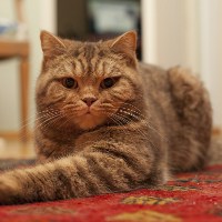 Перхоть у кошек: причины и лечение