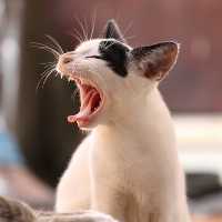 Иллюстрация к статье Как лечить ушной клещ у кошек