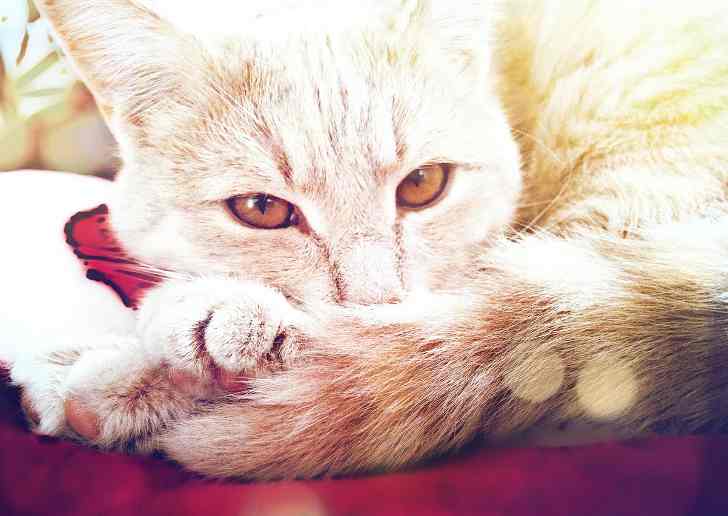Лечение ушного клеща  кошек