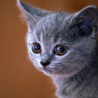 Гастрит у кошек: признаки и методы лечения